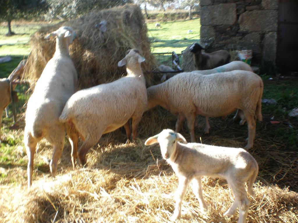 הוילה מונסנטו Quinta Da Mina מראה חיצוני תמונה